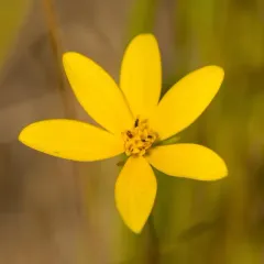 Marsh Tickseed thumbnail 2