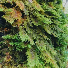 dendroalsia moss thumbnail 4