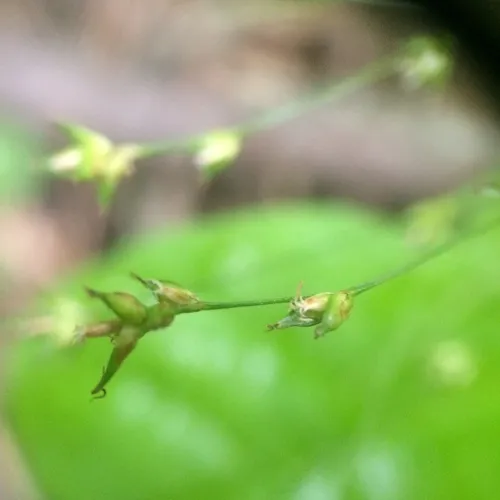 bracted sedge