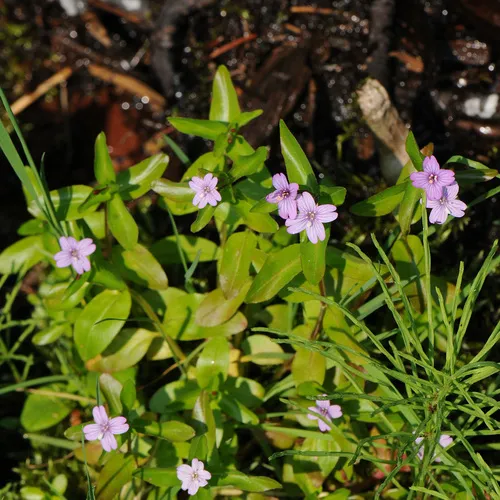 Hornemann's Willowherb