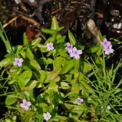 Hornemann's Willowherb thumbnail 1