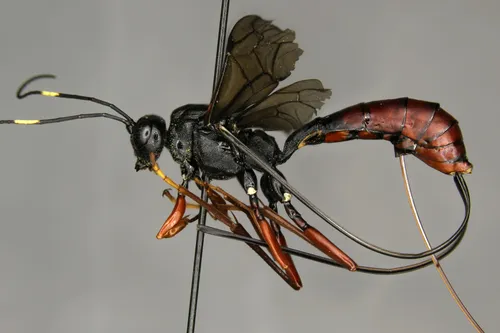 Echthrus abdominalis
