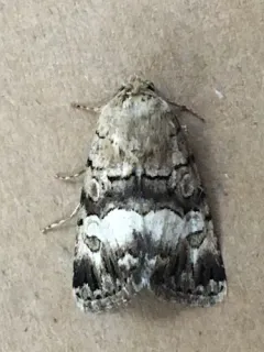 Sympistis albifasciata thumbnail 4