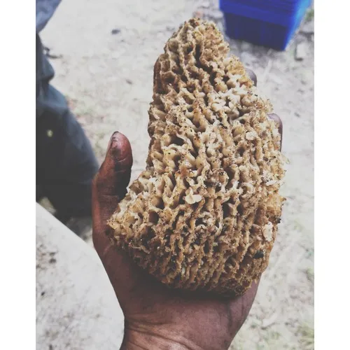 Gray Morel