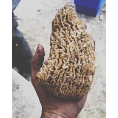 Gray Morel thumbnail 1