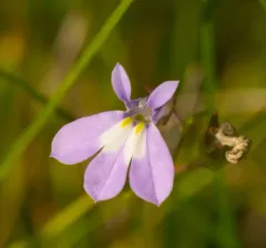 Kalm's Lobelia thumbnail 1