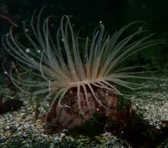 Fringed Cerianthid thumbnail 3