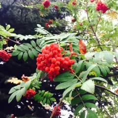 European mountain ash thumbnail 3