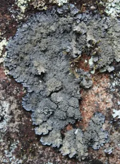 Coral-rimmed Shingle Lichen thumbnail 2