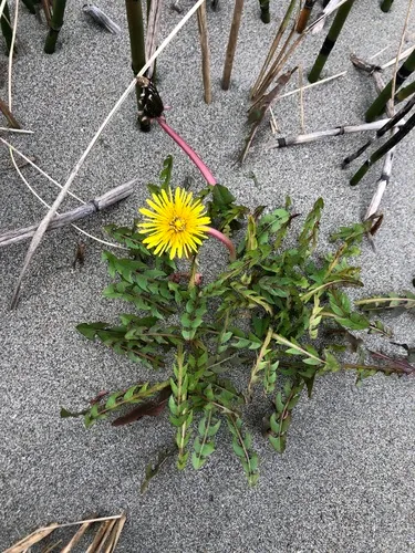 slender hook-lobed dandelion