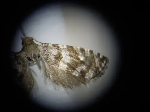 Paralobesia palliolana