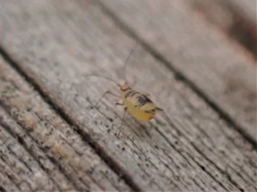 Crescent-marked Lily Aphid