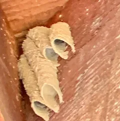 Organ-pipe Mud-dauber Wasp thumbnail 3