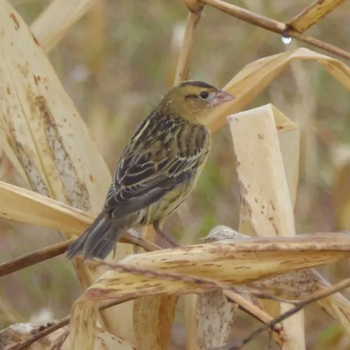 Bobolink