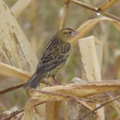 Bobolink thumbnail 1
