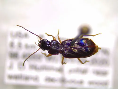 Badister flavipes
