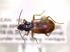 Bembidion transversale thumbnail 4