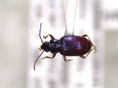 Bembidion salebratum thumbnail 2