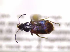 Bembidion incrematum thumbnail 3