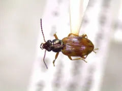 Bembidion umbratum thumbnail 2