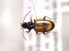 Dry-field Bembidion Beetle thumbnail 2