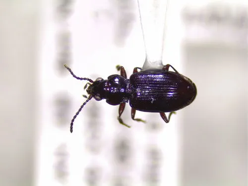 Bembidion acutifrons