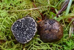 Melanogaster tuberiformis thumbnail 4