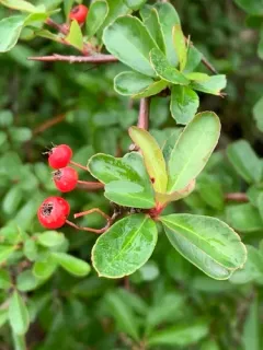 Himalayan firethorn thumbnail 2
