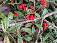 Willow-leaved Cotoneaster thumbnail 2
