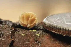 Phaeomarasmius borealis thumbnail 2
