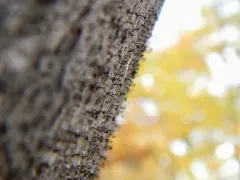 Calicium abietinum thumbnail 2