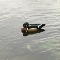 Wood Duck thumbnail 3