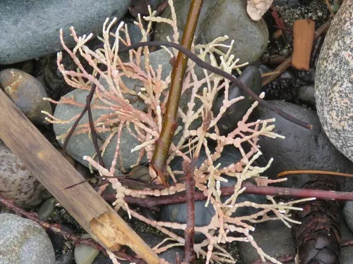Calliarthron cheilosporioides
