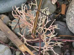 Calliarthron cheilosporioides thumbnail 1