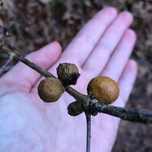 Round Bullet Gall Wasp