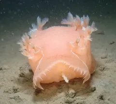 Pink Tritonid thumbnail 2
