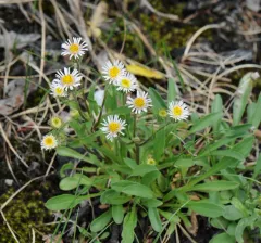 snow fleabane thumbnail 1