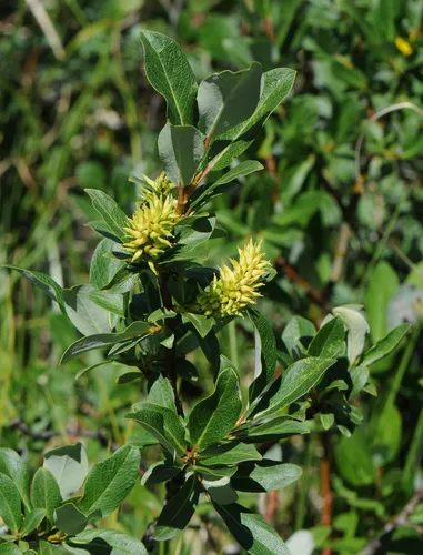 Farr's Willow