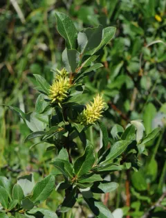 Farr's Willow thumbnail 1