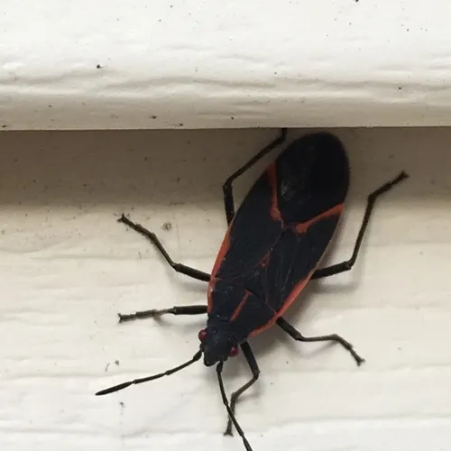 Eastern Boxelder Bug