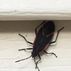 Eastern Boxelder Bug thumbnail 1