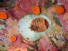 Red Veiled Chiton thumbnail 2