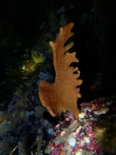 Alcyonidium pedunculatum thumbnail 4