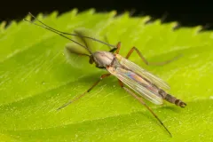 Glyptotendipes testaceus thumbnail 4