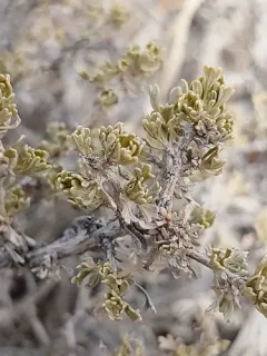 Black Sagebrush thumbnail 3