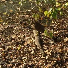 Black-crowned Night Heron thumbnail 3