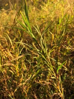 Wirestem Muhly thumbnail 2