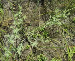 Oregon Coyote-Thistle thumbnail 4