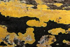 Phlebiodontia subochracea thumbnail 4
