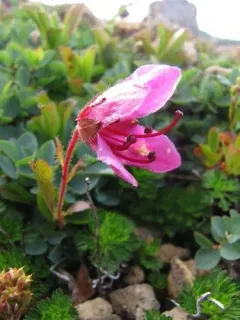 Kamchatka Rhododendron thumbnail 2